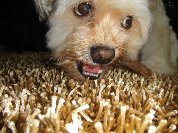 Woopy aan haar kluif.