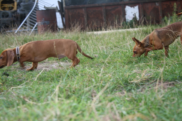 Dushi en Flo snuffelen