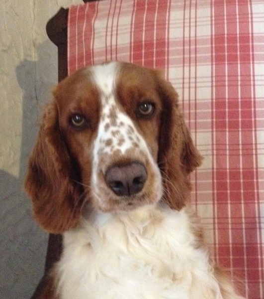 Welsh Springer Spaniel