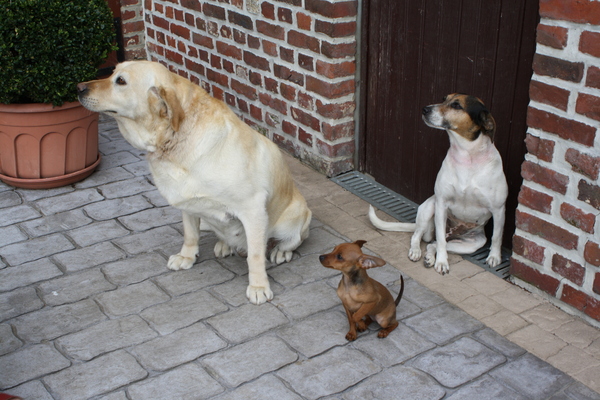 Roxy, Dushi en Snuffel