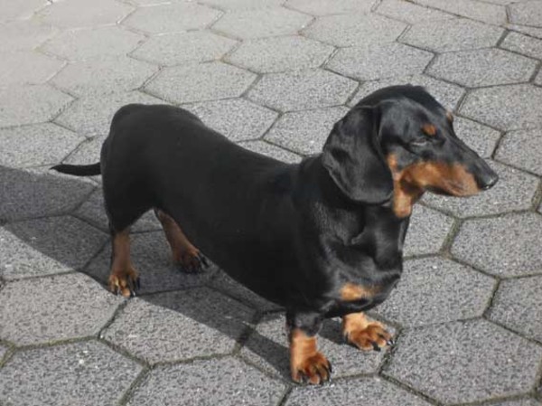 Dashond Standaard, korthaar