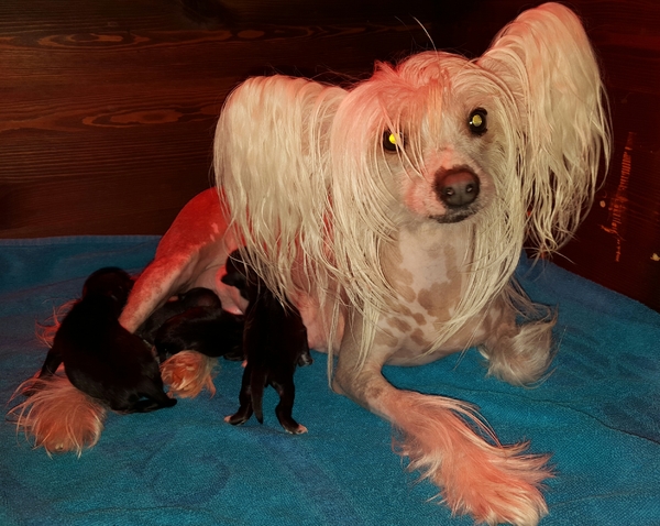 Amaya Mama Mia Amore