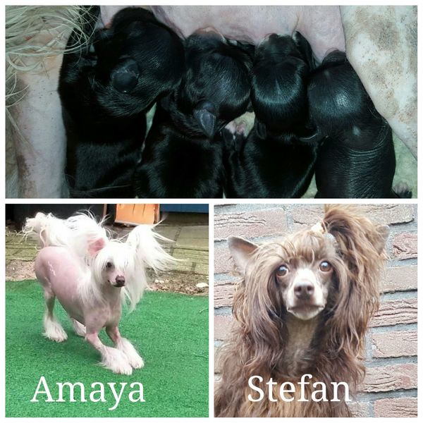 Amaya Mama Mia Amore