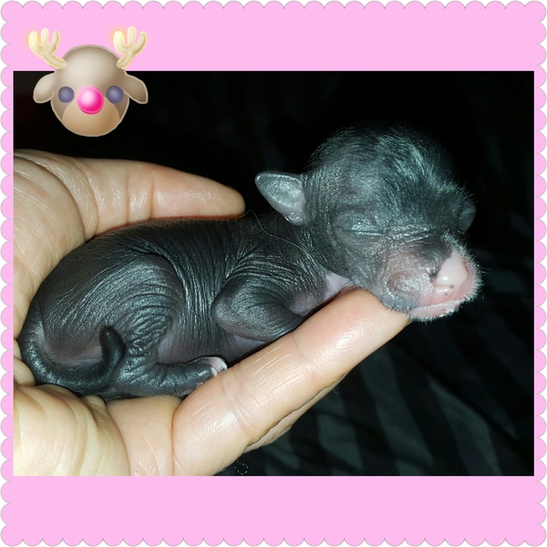 Amaya Mama Mia Amore