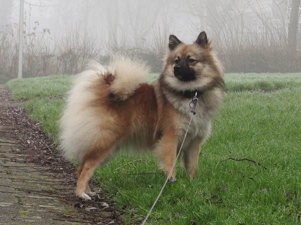 Keeshond, Middenslag