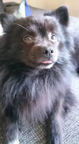 Dwergkeeshond