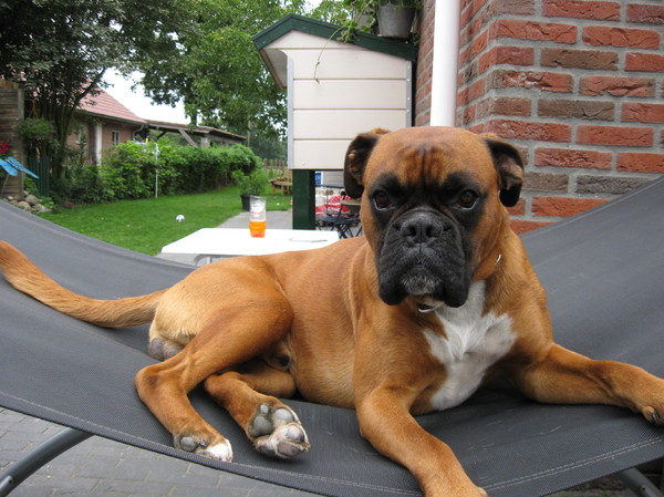 Boxer