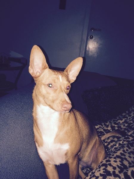 Podenco Andaluz