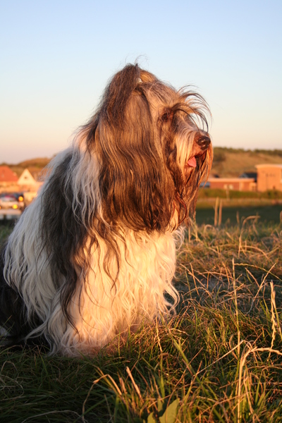 Nederlandse Schapendoes