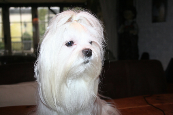 Maltezer