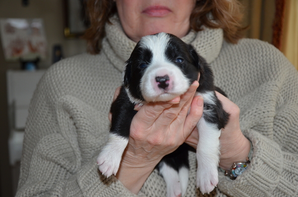 Border aan de Amstel