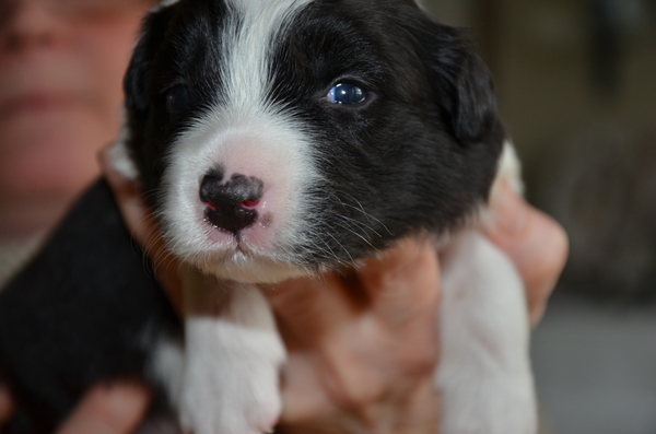 Border aan de Amstel