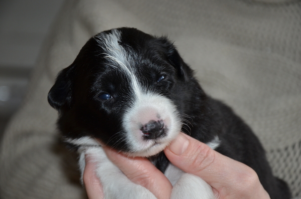 Border aan de Amstel