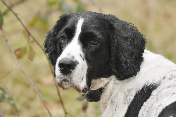 Engelse Springer Spaniel