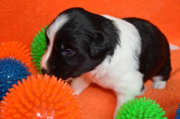 Border aan de Amstel
