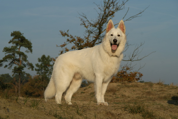 Zwitserse Witte Herdershond