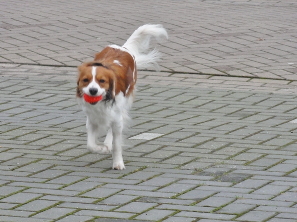 Kooikerhondje