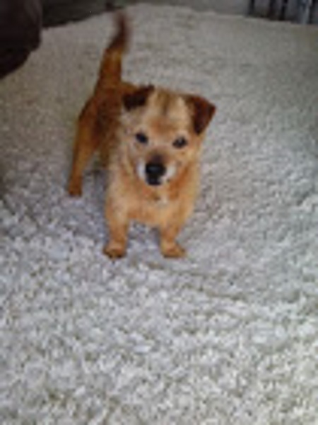 Australische Terrier