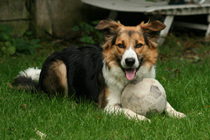 Border Collie