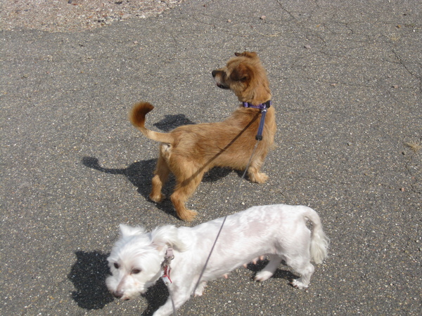 Australische Terrier