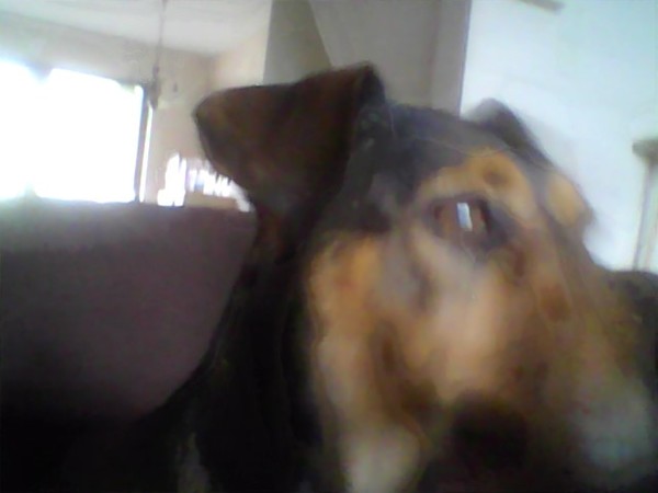 Jack Russell Terrier