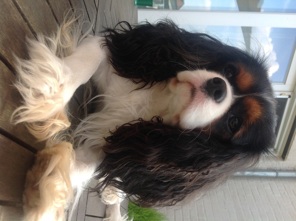 Cavalier King Charles Spaniel