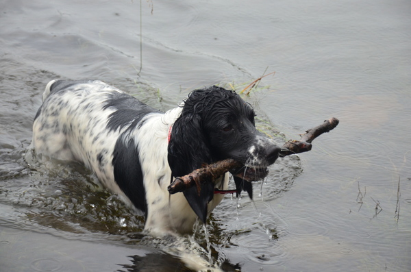 Kennel Sumaringahem (KMSH Van het Bramendal)