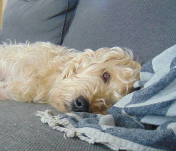 Irish Softcoated Wheaten Terriër