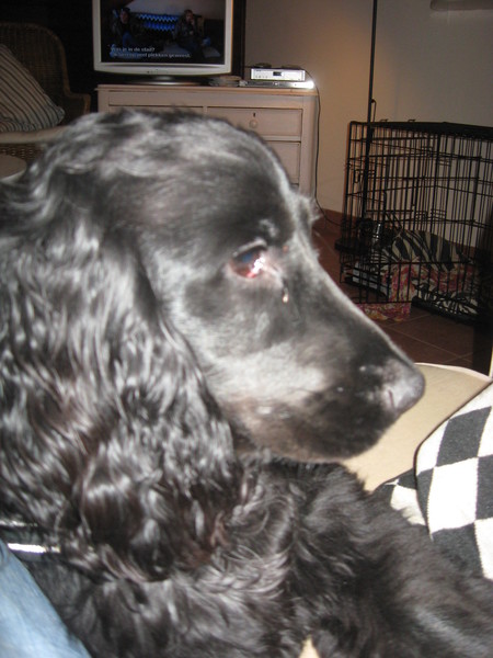 Engelse Cocker Spaniel