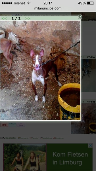 Podenco Andaluz