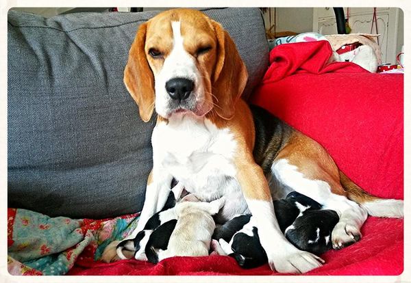 Mascha's Trailblazers