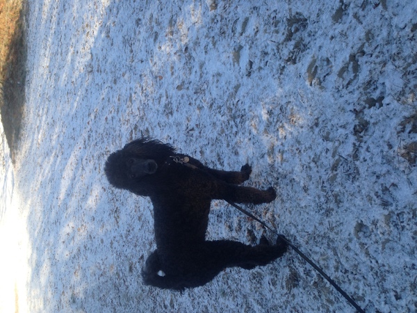 Grote Poedel, zwart wit bruin