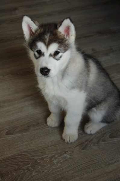 Floki, onze nieuwe puo :)