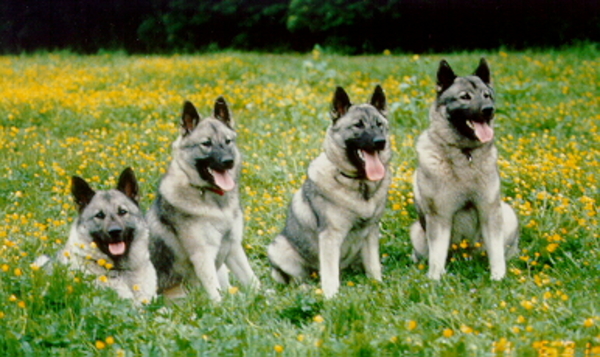 Noorse Elandhond Grijs