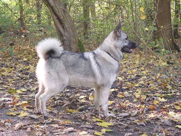 Noorse Elandhond Grijs