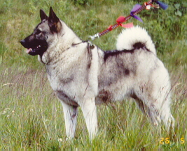 Noorse Elandhond Grijs