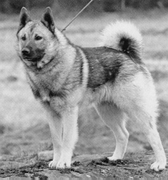 Noorse Elandhond Grijs