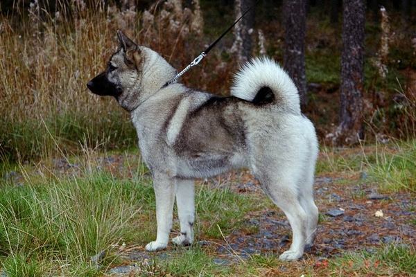 Noorse Elandhond Grijs