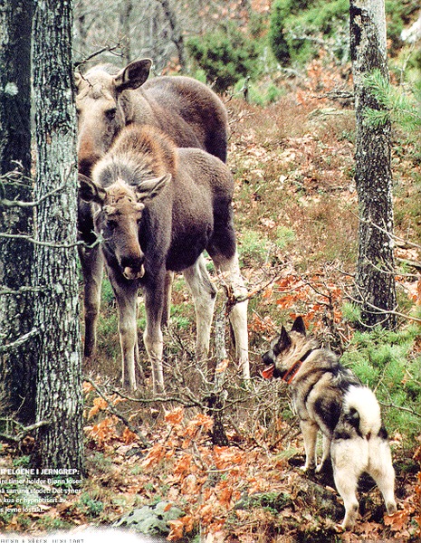 Noorse Elandhond Grijs