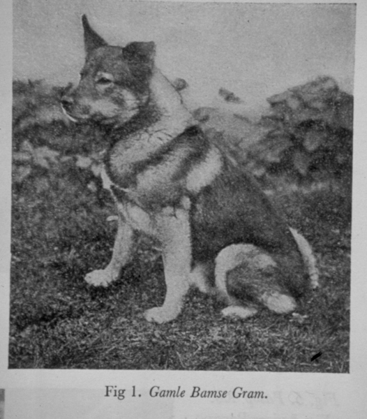 Noorse Elandhond Grijs