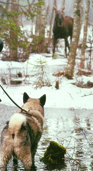 Noorse Elandhond Grijs