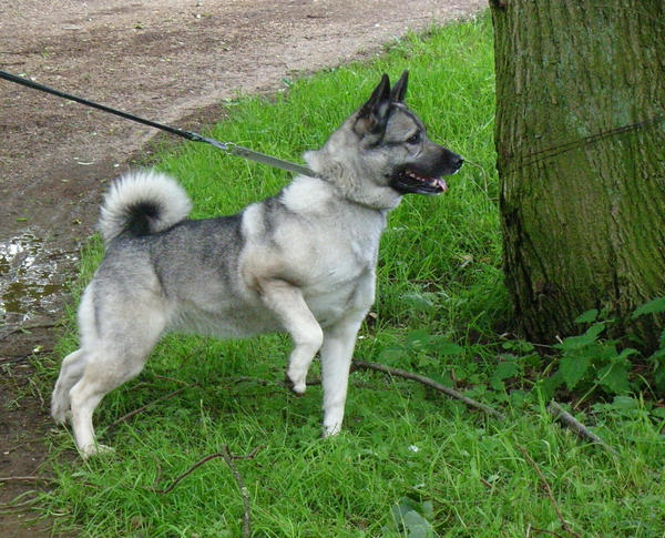 Noorse Elandhond Grijs