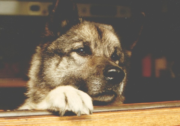 Noorse Elandhond Grijs