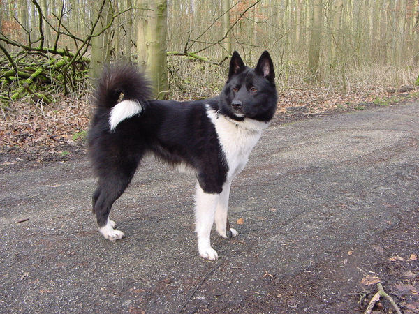 Laika, Russisch Europese