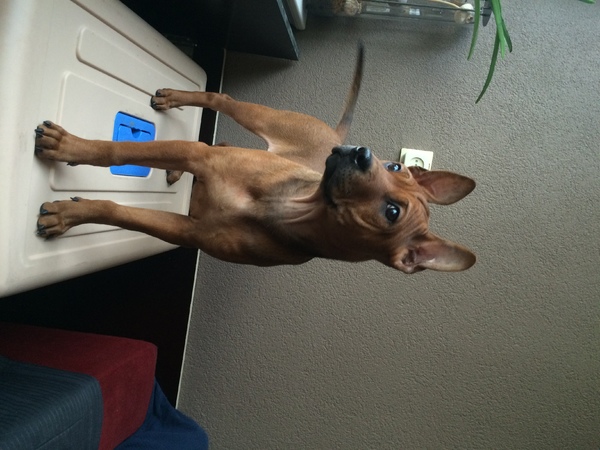 kennel Van 't Kortewoud