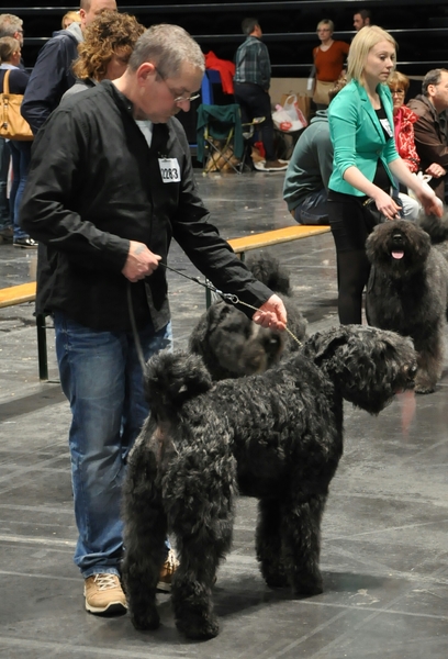 van de conidijk bouviers