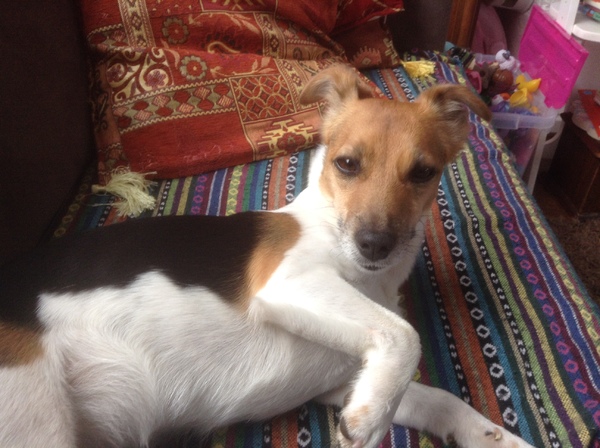 Jack Russell Terrier