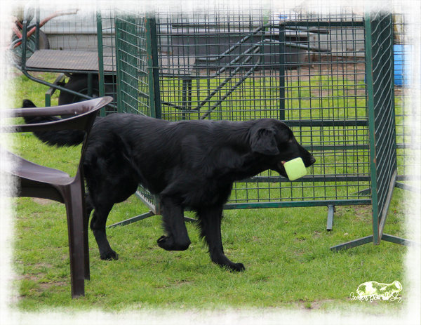 Flatcoated Retriever