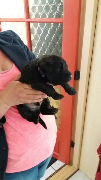 van de conidijk bouviers