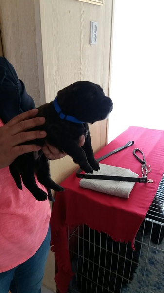 van de conidijk bouviers